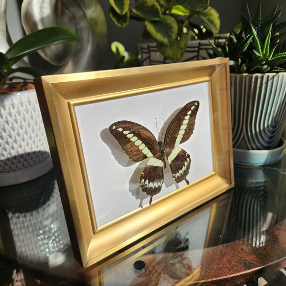 Mounted Real Butterfly Papilio gigon Indonesian Swallowtail Specimen Taxidermy - Picture 2 of 7